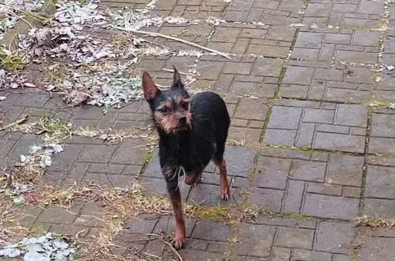 Найдена собака, Сергиев Посад, фото: Найдена собака в Краснозаводске, МО