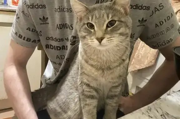 Пропал кот, ул. Свердлова 10,...