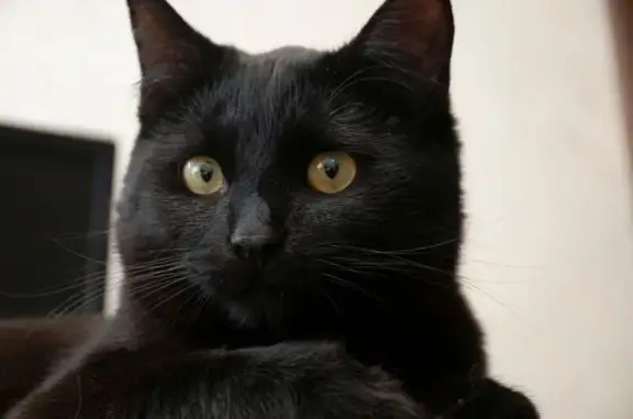 Пропала кошка, Партизанская ул., Самара