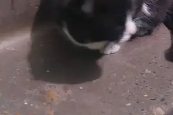 Найденные животные Томск, фото: Кошка найдена на Интернационалистов, 1