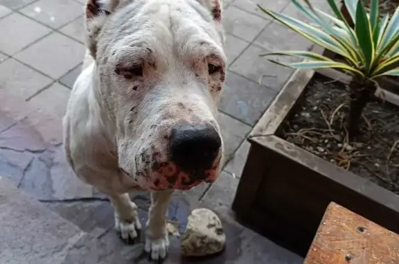 Найдена собака, Новороссийск, фото: Найден аргентинский дог, Адыгейская 10