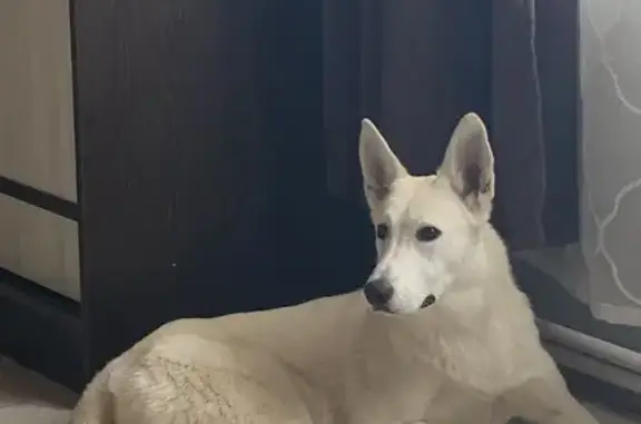 Собаки потеряшки, Иркутск, фото: Потеряшка собака в СНТ Дианис, Иркутская обл.