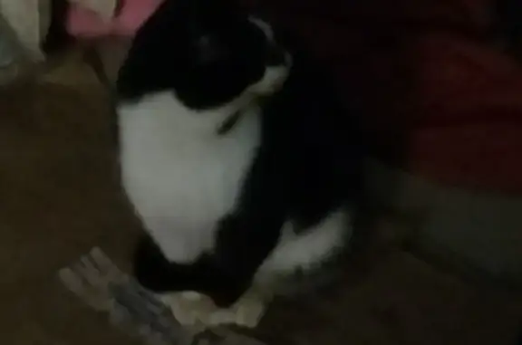 Найдена кошка, Ижевск, фото: Кошка найдена: ул. Нефтяников, 5, Завьялово