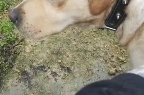 Найдена собака, Ростов-на-Дону, фото: Лабрадор найден на Таганрогской, 19