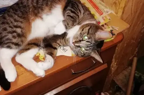 Пропала кошка, Электросталь (Москва и Московская обл.)