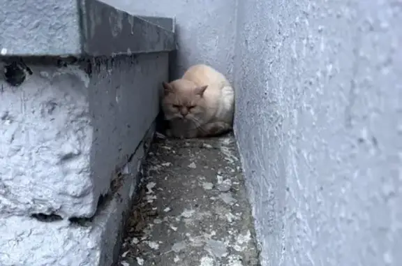 Найдена кошка, Москва, фото: Кошка найдена, ул. Н. Сироткина, Щербинка