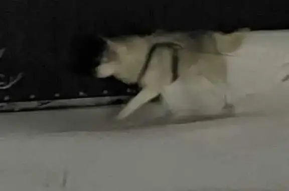 Найдена собака, Томск, фото: Собака найдена: ул. Вицмана, 37, Томск