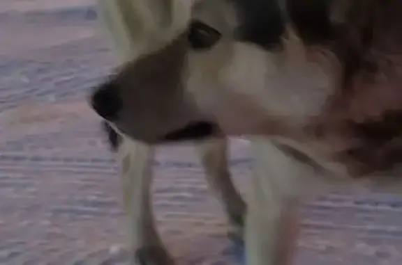 Найдена собака, Иркутск, фото: Собака найдена, Иркутск, ул. Энгельса