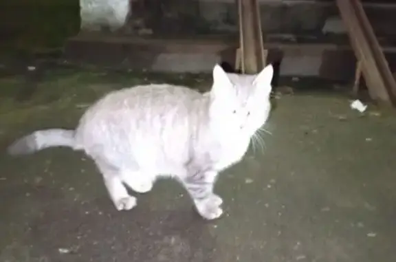 Найдена кошка, Кострома, фото: Кошка у общежития №3 КГУ, Кострома