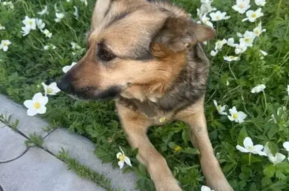 Собака пропала: Эстонская ул., 10, Приволжский