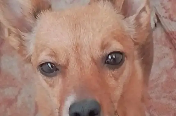 Пропала собака, Тагильская ул. 64, Качканар