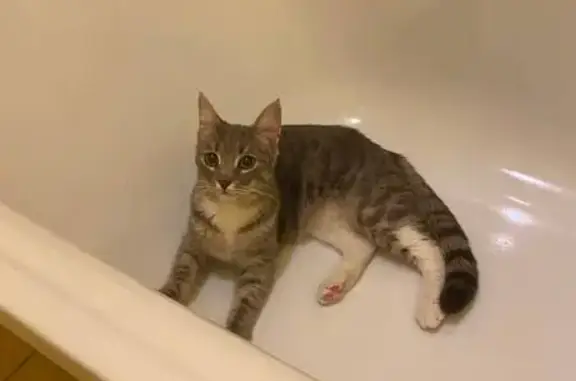 Пропала кошка, ул. 1 Мая, 19, Торопец