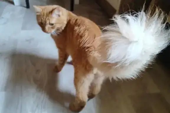 Пропал кот Рыжий, Зарайск, ул. 25