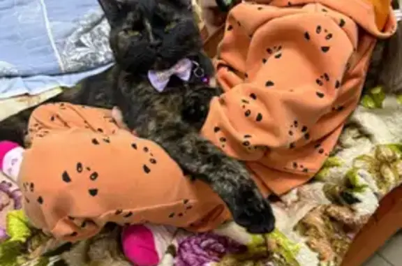 Пропала кошка, ул. Вагановых 10, Пермь