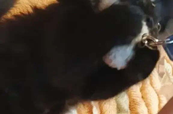 Найдена кошка, Тюмень, фото: Кошка найдена: Республика 218, Тюмень