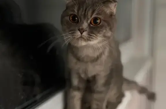 Пропала кошка, Владивосток