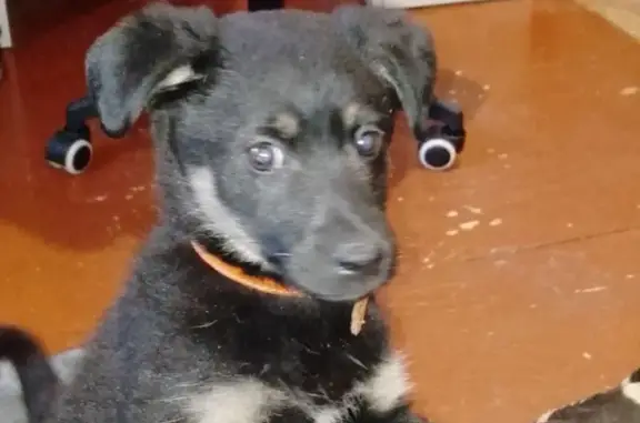 Найдена собака, Иркутск, фото: Найдена собака, Иркутск