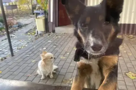 Пропали собаки, Харьковский пер., 33, Белгород