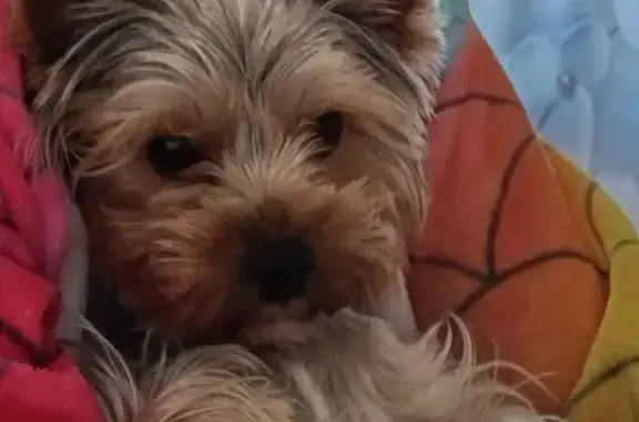 Пропала собака, Верхнепортовая 47, Владивосток