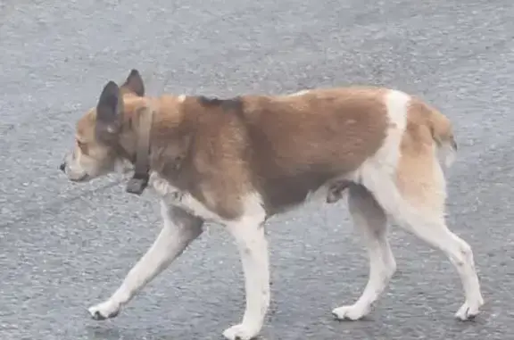 Собака найдена на Герцена, 54, Ставрополь