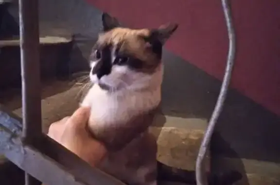 Найдена кошка, Екатеринбург, фото: Кот найден: Военная ул., Екатеринбург