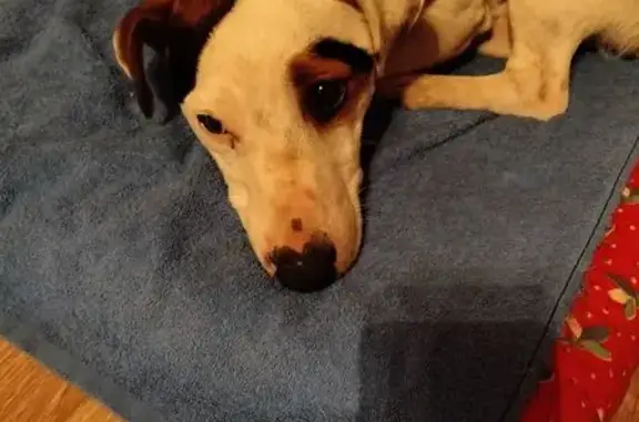 Найдена собака, дома отдыха Бекасово, фото: Найдена собака на Дружной улице, Бекасово