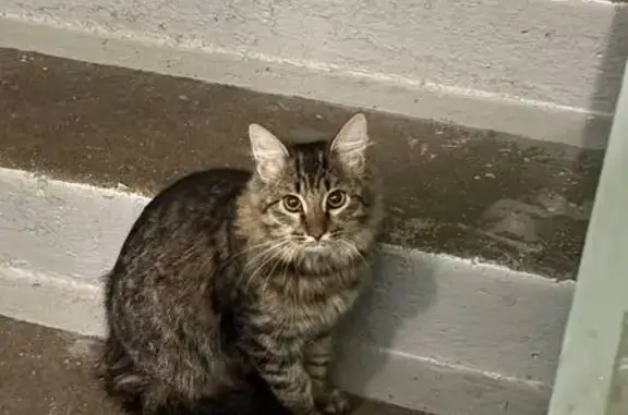Найдена кошка, Москва, фото: Кошка найдена на проезде № 6574, Москва