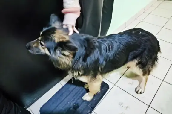 Найдена собака, Омск, фото: Найдена собака, Пригородная ул., Омск