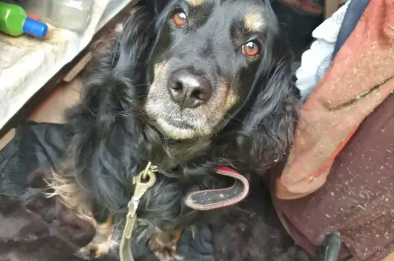 Найдена собака, Домодедово, фото: Найдена собака, Центр. ул., 60