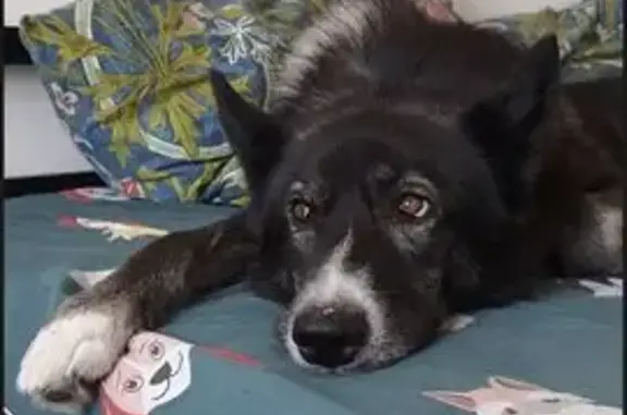 Пропала лайка, Сейнерная ул, Новороссийск