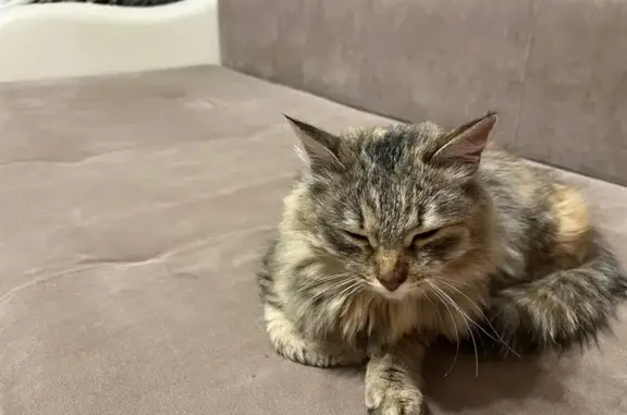 Найдена кошка, Тюмень, фото: Кошка найдена в поселке Московский, Тюмень