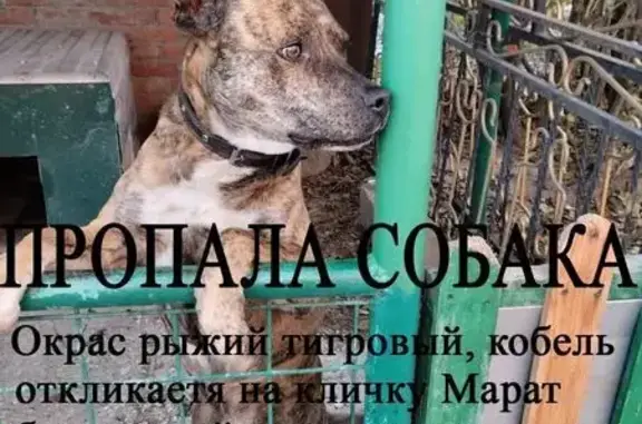 Пропала собака на ул. Видова, Новороссийск