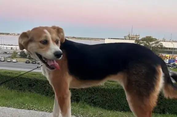 Пропала собака, Невская ул. 13, Волгоград