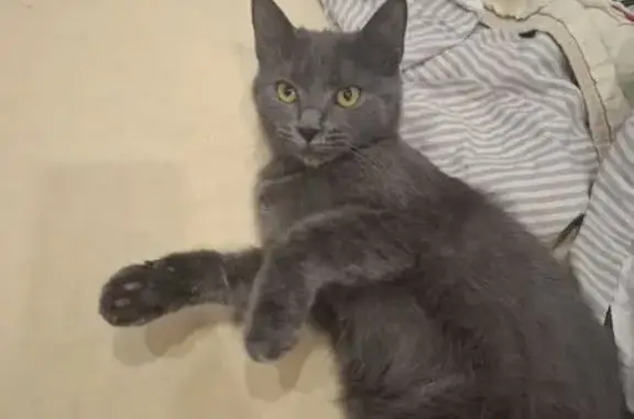 Кошки потеряшки, Калининград, фото: Потеряшка кошка, Литовский Вал, 48, Калининград