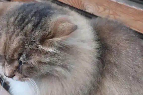 Найдена кошка, Нижний Новгород, фото: Кот найден на ост. Бориса Корнилова, НН