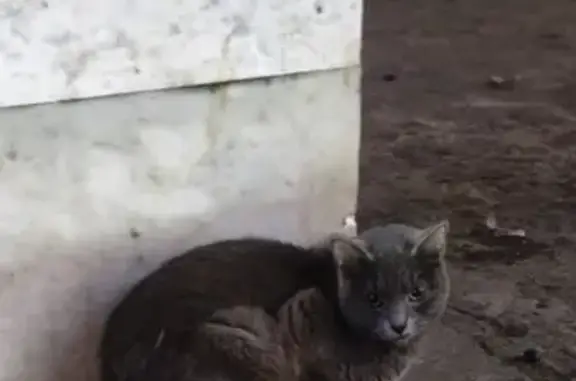 Найдена кошка, Санкт-Петербург, фото: Кошка найдена: Пискарёвский пр., СПб