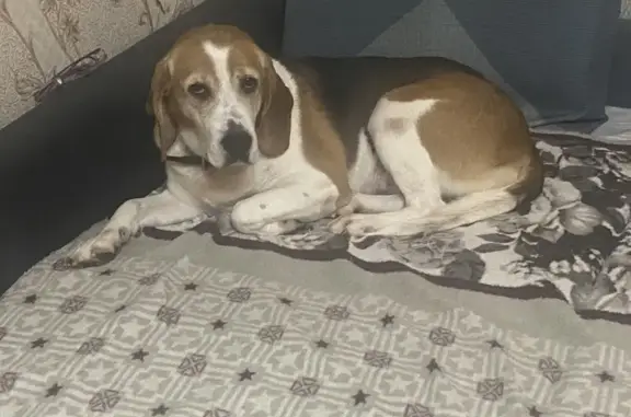 Пропала собака, Алнаши, д. Сукман