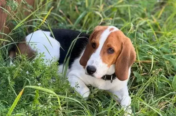 Пропала собака, д. Сукман, Алнаши