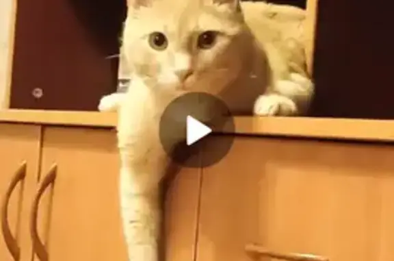 Пропал кот Барсик, ул. Молодёжная, Энгельс