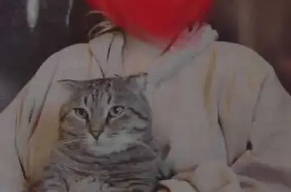 Кошки потеряшки, Махачкала, фото: Потеряшка кот, ул. Агабабова, Махачкала