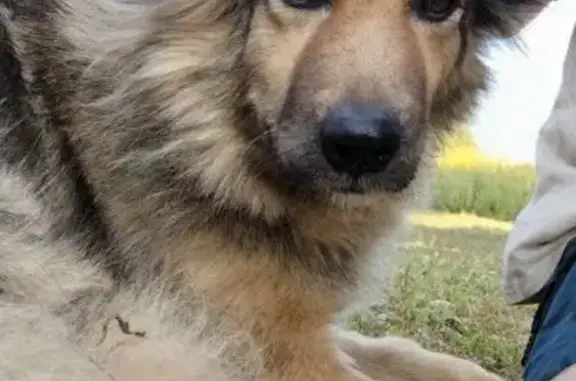 Пропала собака в г.о. Мценск, Орловская обл.