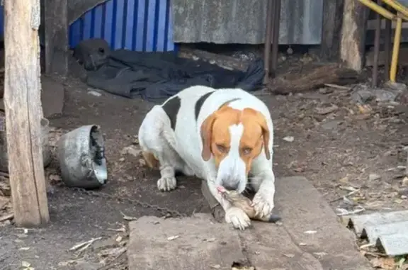 Пропала собака, Игнатовское, Ульяновск