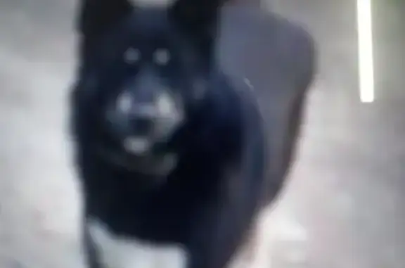 Пропала собака на ул. Добролюбова