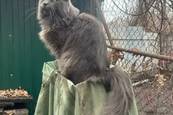 Пропала кошка, ул. Гусельское Займище