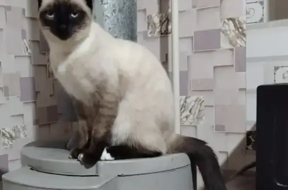 Пропала кошка, ул. 40 лет Победы, Прямица