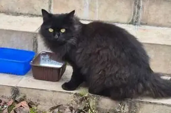 Пропала кошка в Сырково, МО