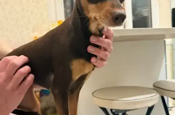 Найдена собака, Москва, фото: Собака найдена: ул. Лавочкина, 52 с2