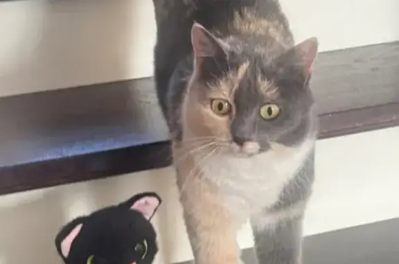 Пропала кошка в Заборье, Рязанская обл.