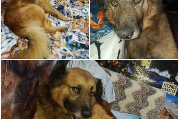 Собаки потеряшки, Темрюк, фото: Потеряшка собака, Голубицкая, магазины Чижик