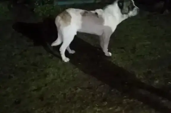 Найдена собака, Всеволожск, фото: Алабай найден: ул. Операторов, 1, Всеволожск